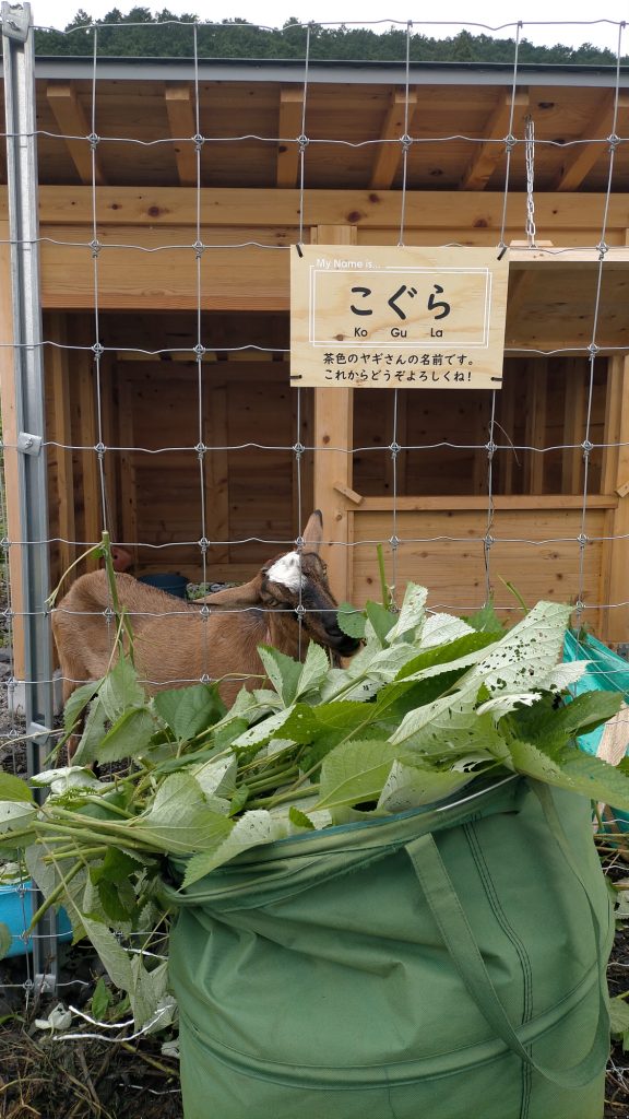 みとか ヤギさんの名前決定 エサやり体験実施中 体験農園みとか 岐阜 山県