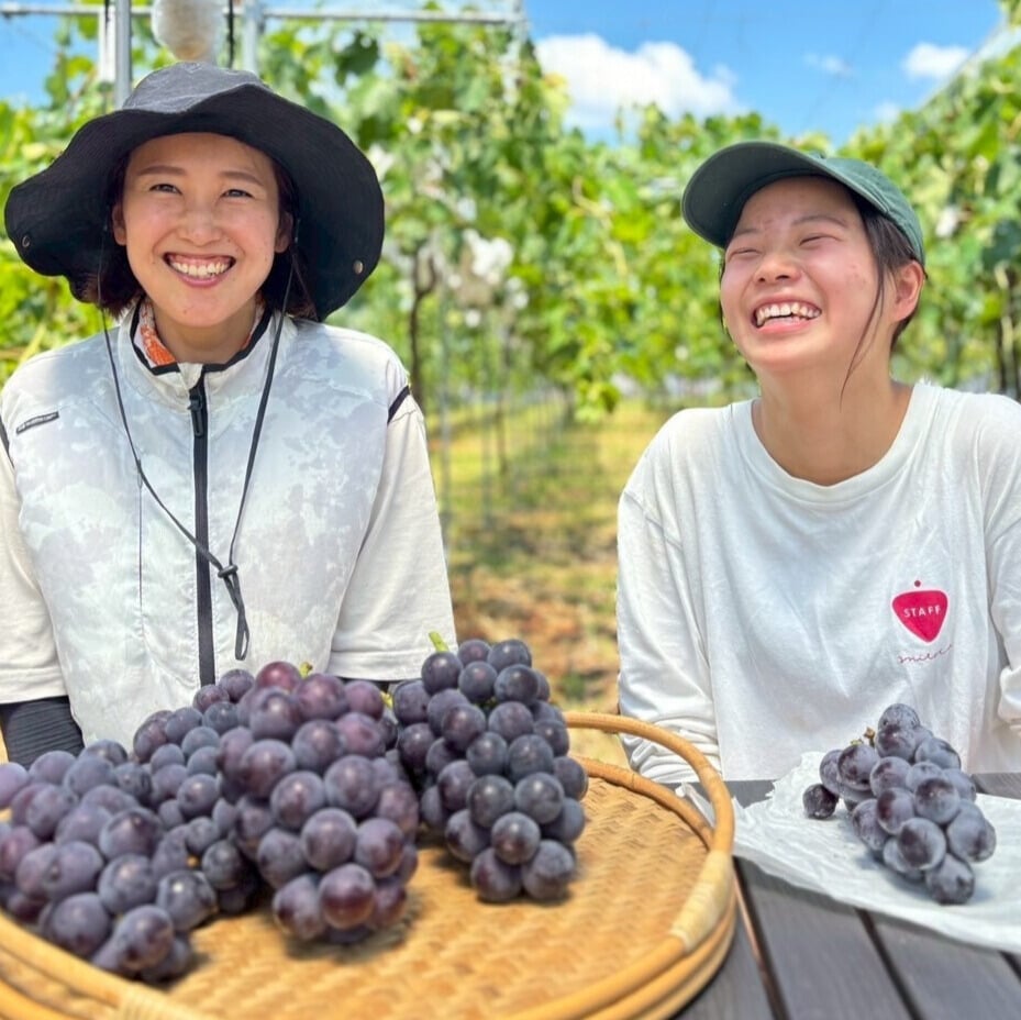 体験農園みとか】2025ぶどう狩り（60分間食べ放題） | 体験農園みとか